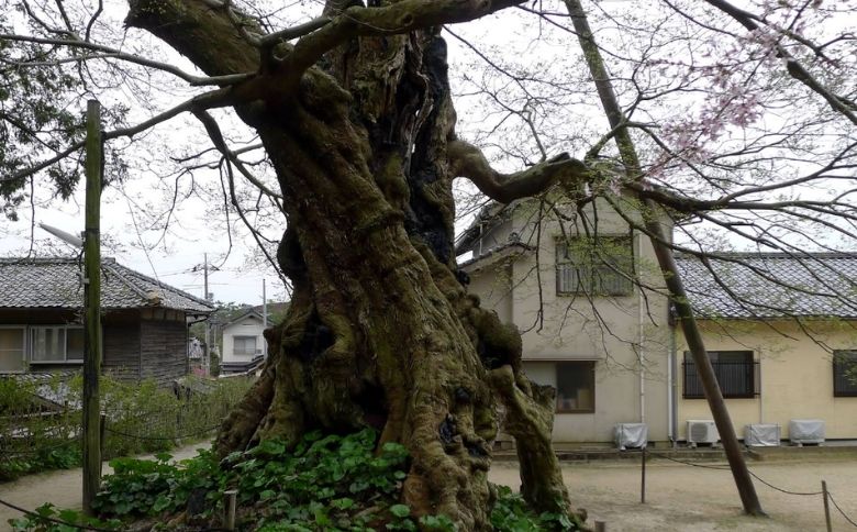 命主社のムクノキ