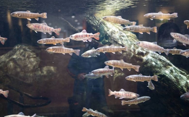 ゴビウス水槽