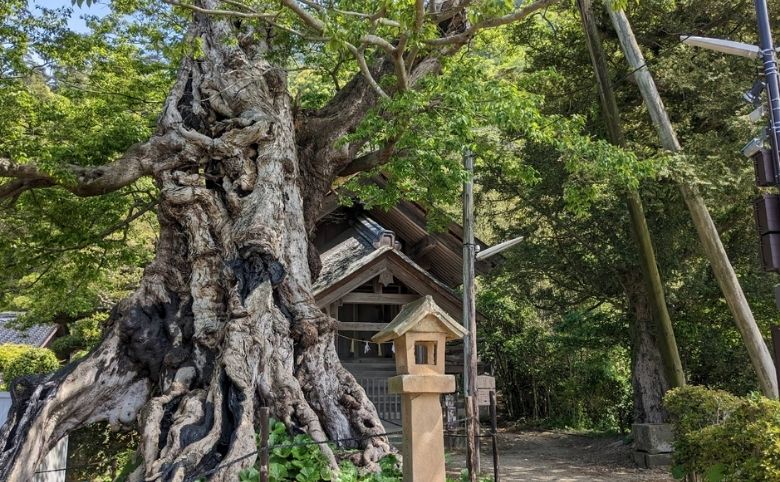 命主社のムクノキ