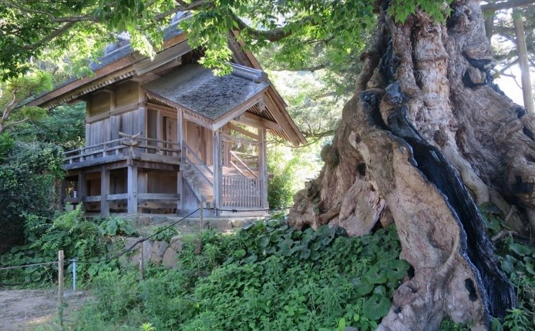 命主社のムクノキ