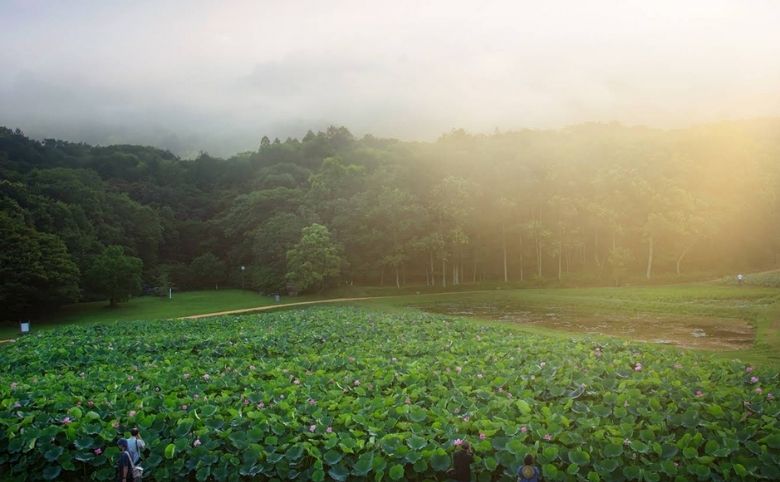 荒神谷遺跡（こうじんだにいせき）