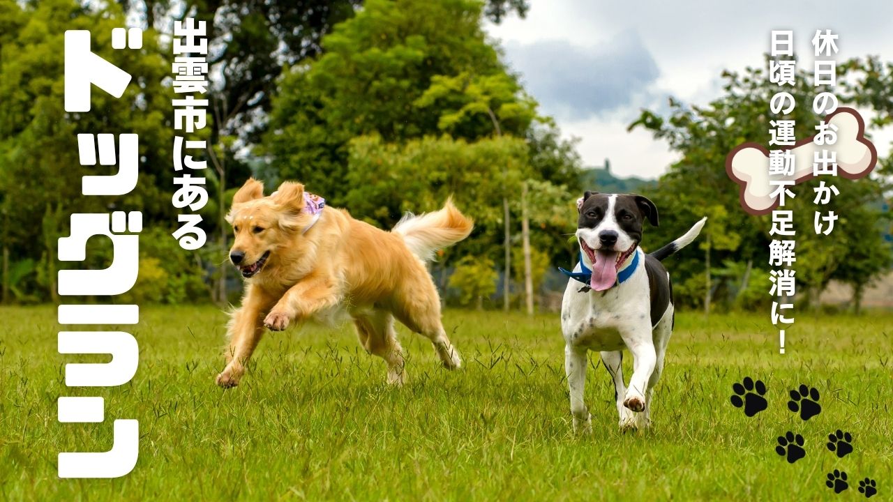 出雲市で愛犬と遊べるドッグラン|カフェ併設も紹介