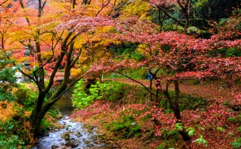紅葉