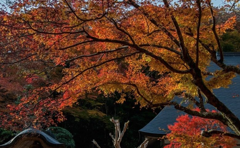 紅葉