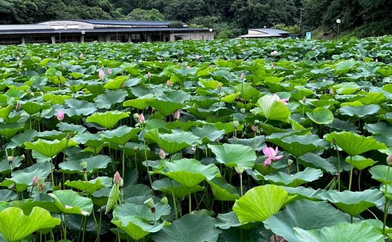 ハスの花
