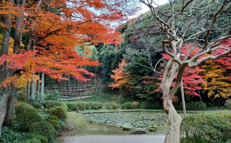 紅葉