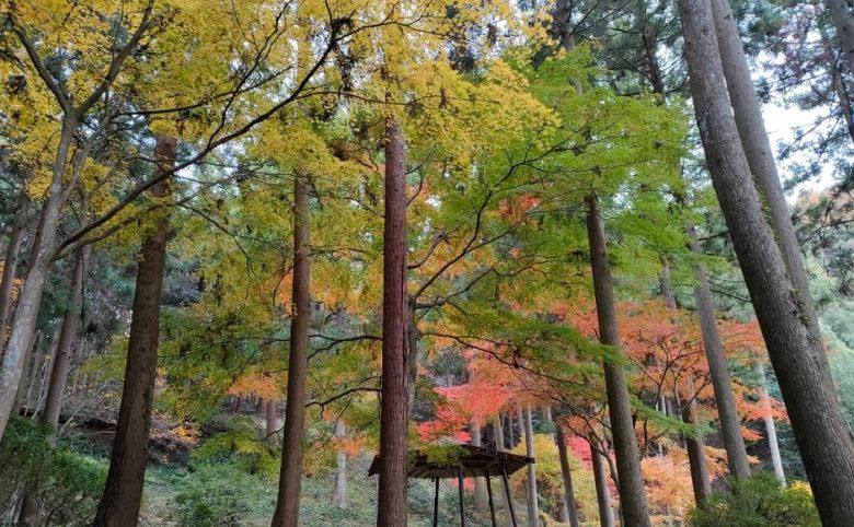 紅葉