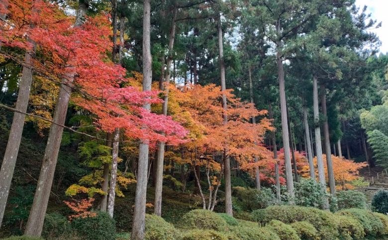紅葉