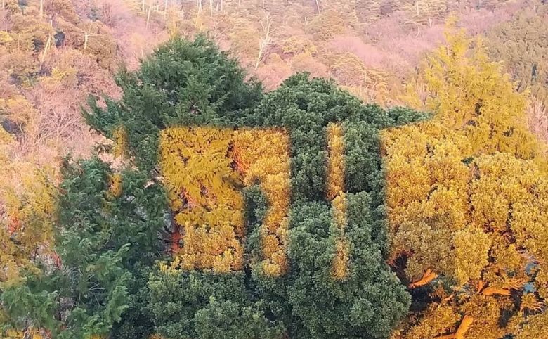 紅葉