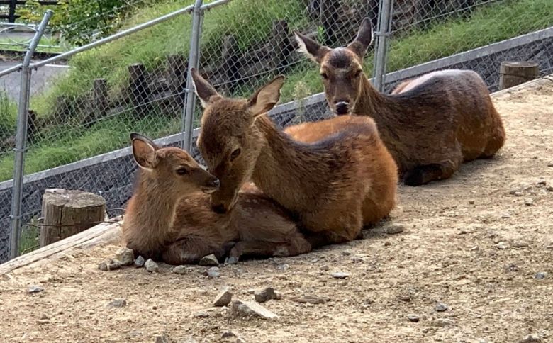 愛宕山公園 動物広場