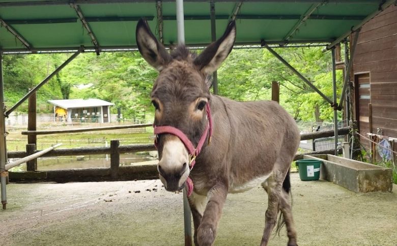 愛宕山公園 動物広場