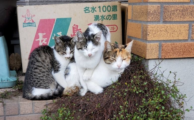 猫
