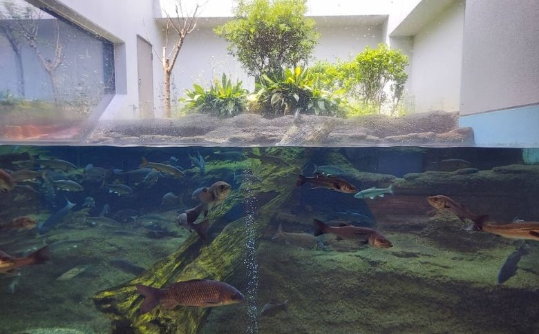 島根県立宍道湖自然館 ゴビウス（しまねけんりつしんじこしぜんかん ゴビウス）