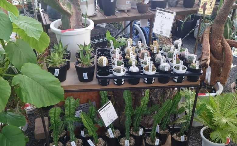 観葉植物