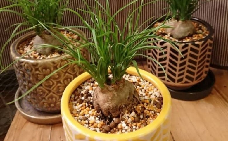観葉植物