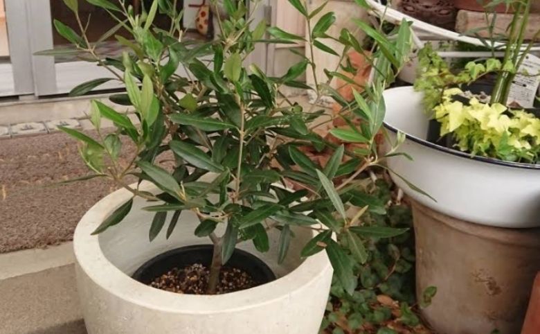 観葉植物