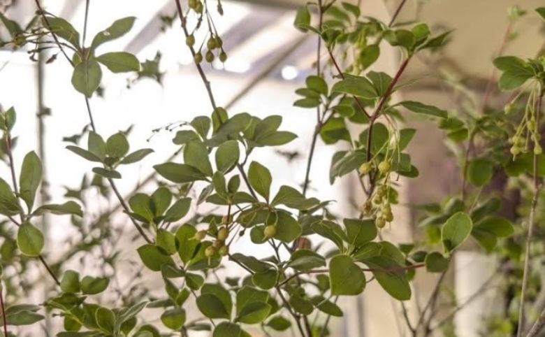 観葉植物