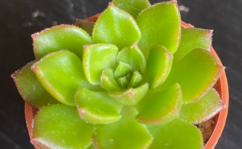 観葉植物