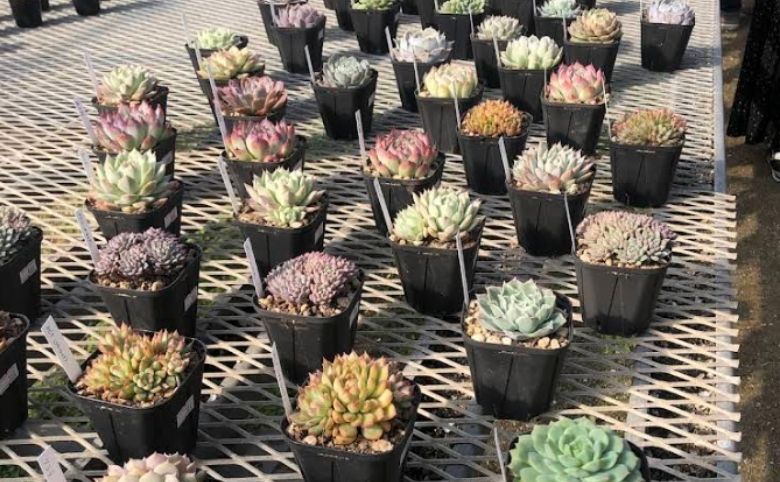 観葉植物