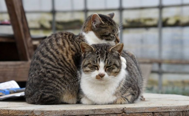 猫