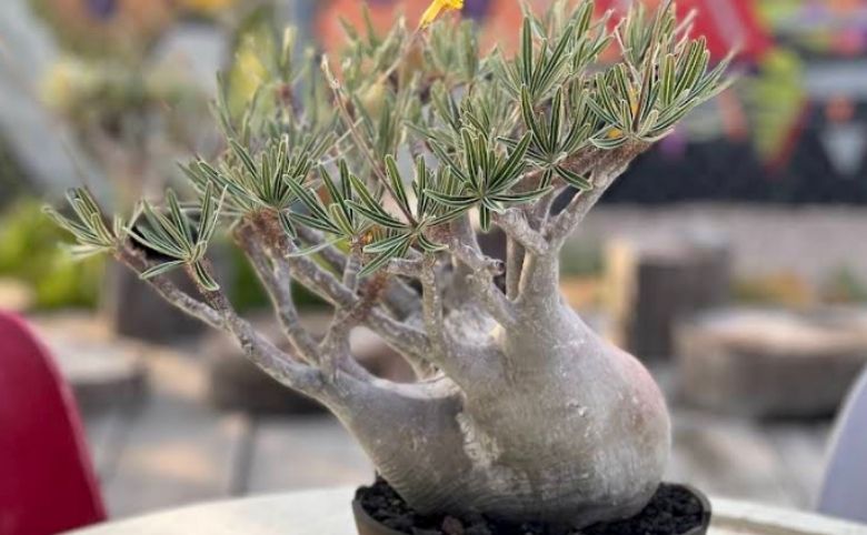 観葉植物