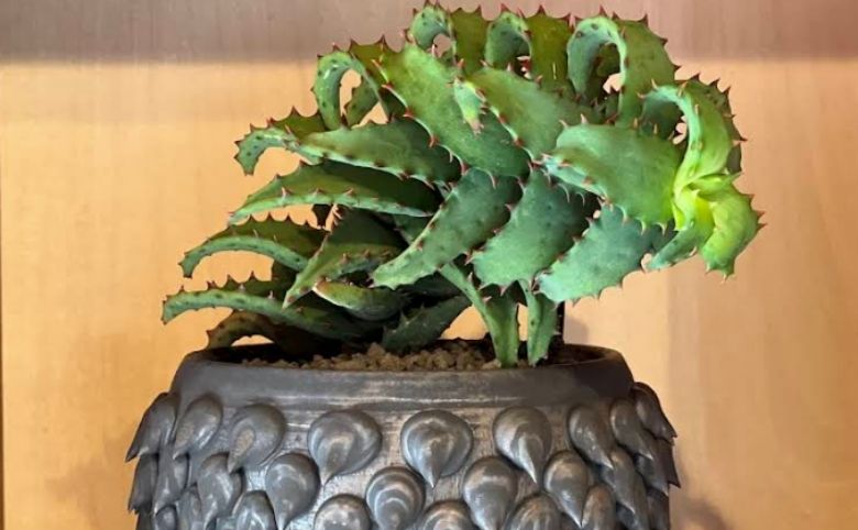 観葉植物