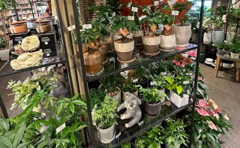 観葉植物