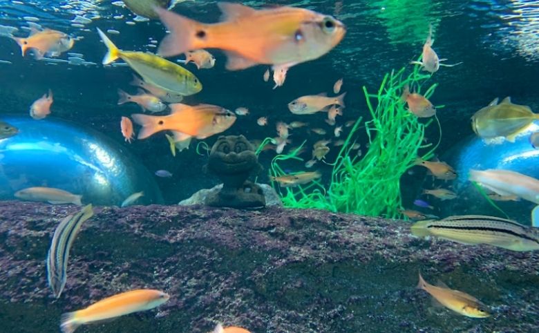 島根県立宍道湖自然館ゴビウス