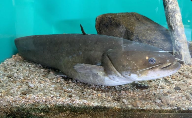 淡水魚