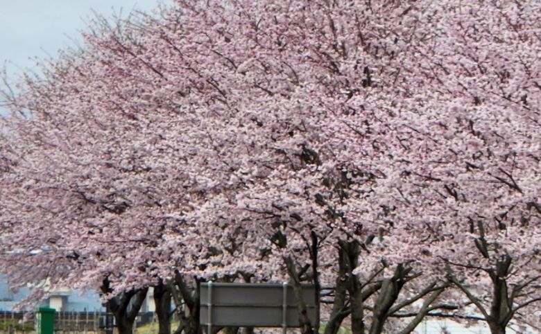 桜も綺麗