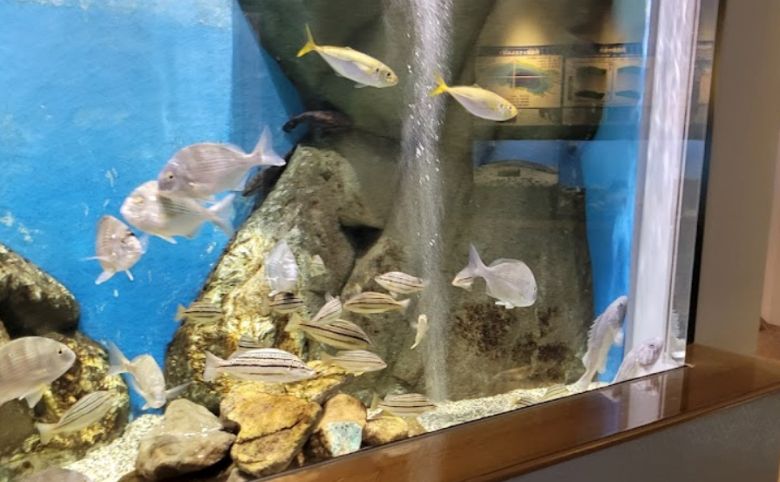 水族館のよう