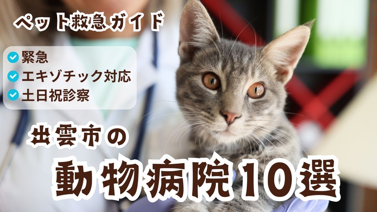 出雲市で安心して通える動物病院10選|料金・夜間・往診まとめ