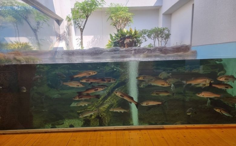 島根県立宍道湖自然館 ゴビウス